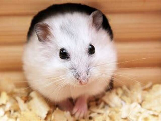 Hamster