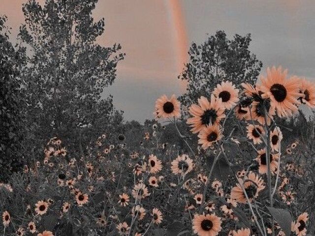 🍄-Apartamento Aesthetic-🍄