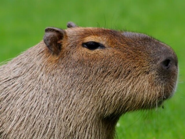 Capivara