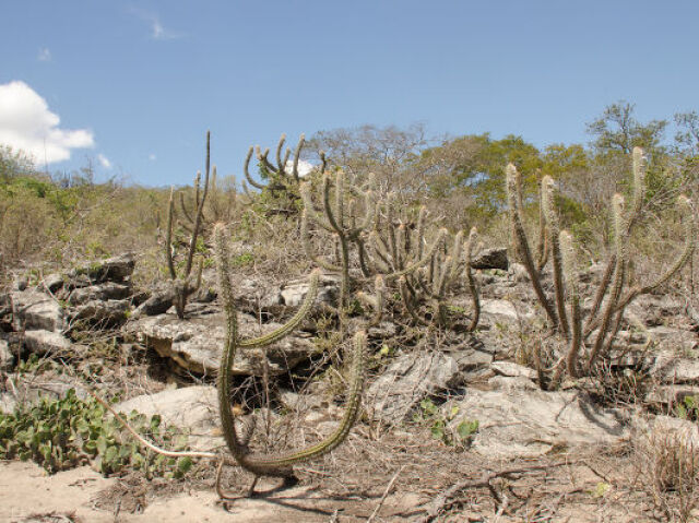 Caatinga