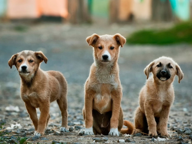 Se você fosse um cão, qual raça seria?