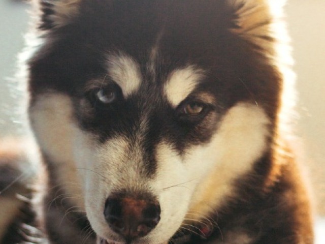 Husky siberiano