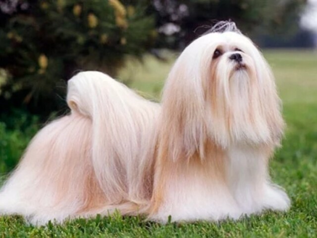 Lhasa apso