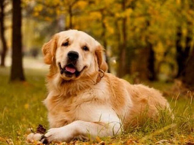 Golden retriever