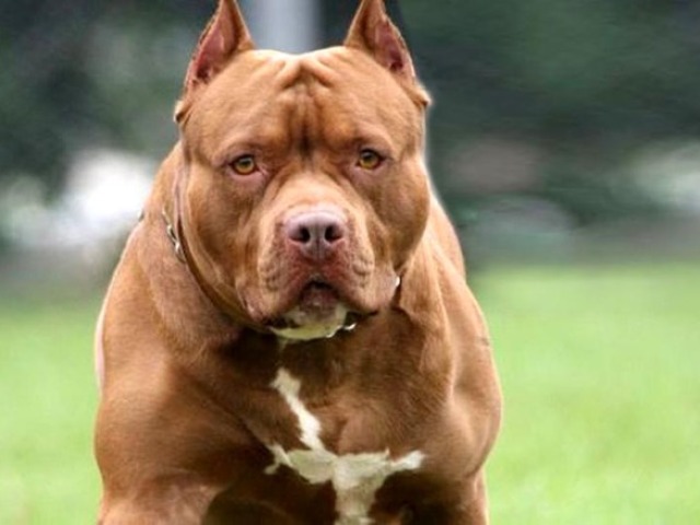 Pit bull