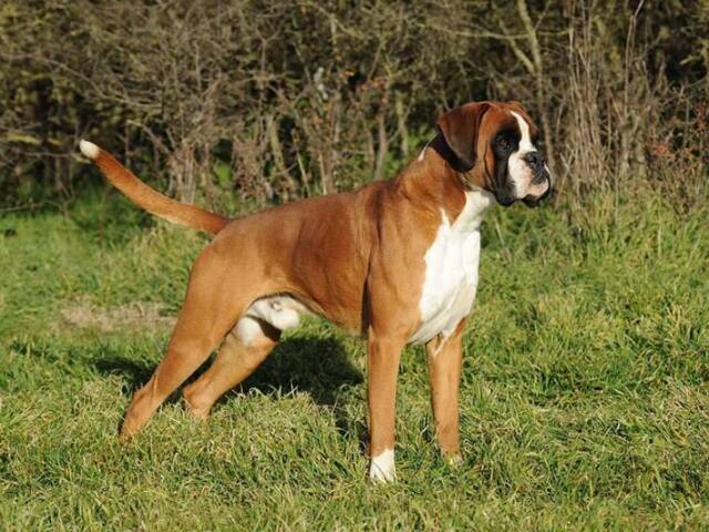 Boxer