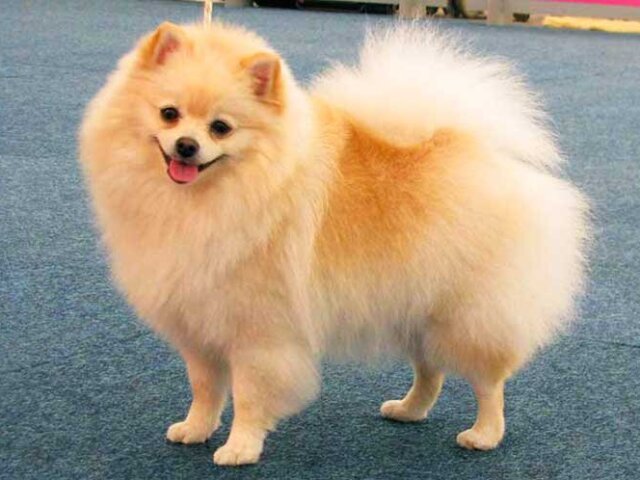 Spitz alemão
