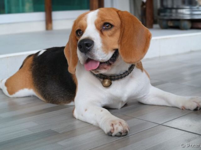 Beagle