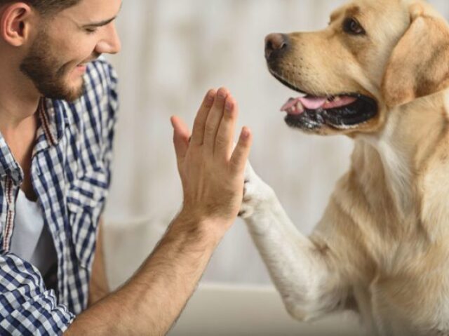 companhia, porque cachorros são os melhores amigos do homem