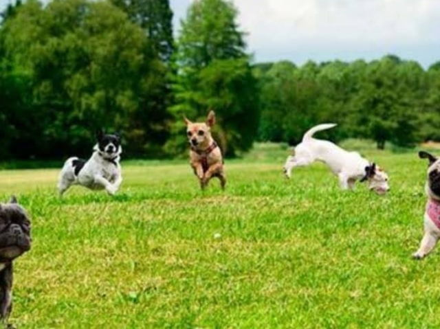 Ele vai brincar com outros cachorros