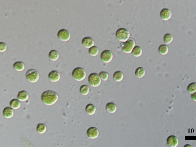 Microalga Chlorella Beyerinck