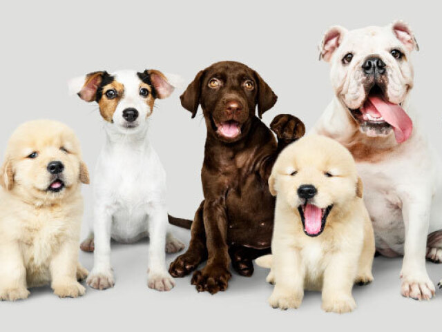 Quiz sobre cachorros