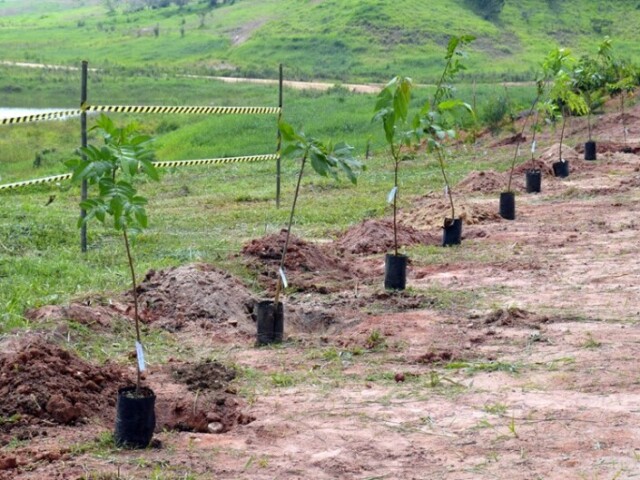 Reflorestamento de áreas devastadas