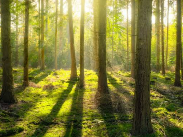 ESSE AQUI!UMA FLORESTA É MUITOO BOA PARA DANÇA E LER LIVROS E CONHECE COISAS NOVAS.🍃