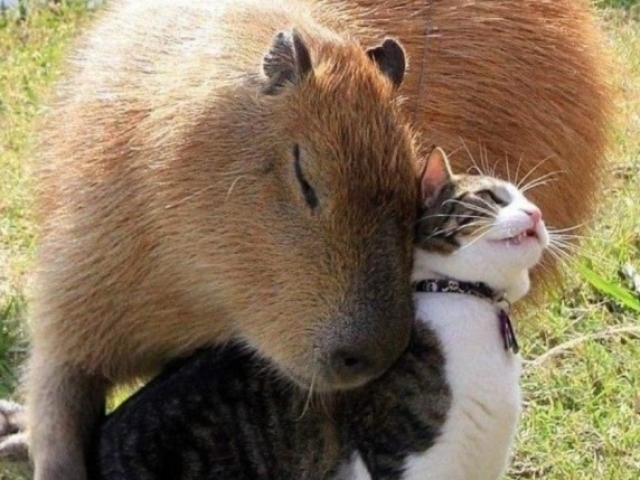 Capivara fazendo carinho em gato