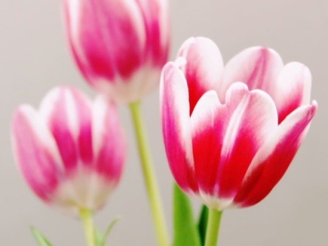 Tulipa