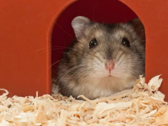 Hamster