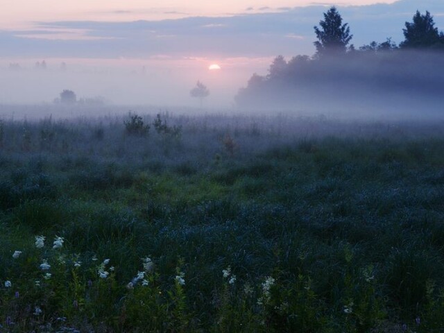 Campo