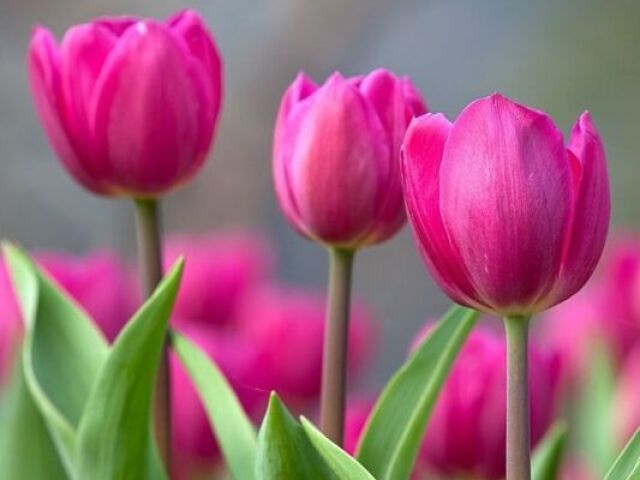 Tulipa.