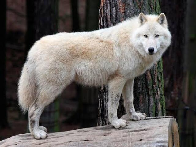 Você seria híbrido de lobo!