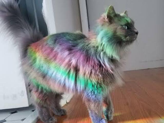 Você seria um híbrido de gato!