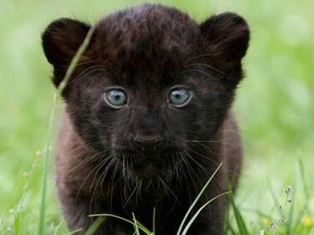 Você seria híbrido(a) de pantera negra!