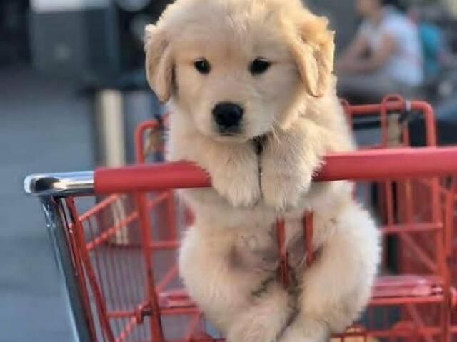 Você seria híbrido(a) de cachorro!