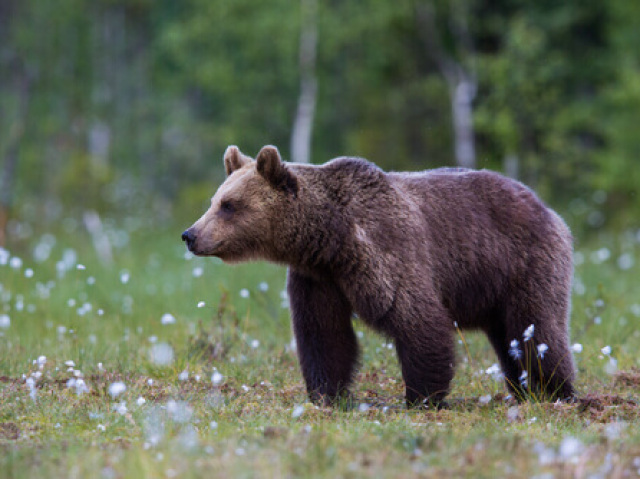 Urso Pardo