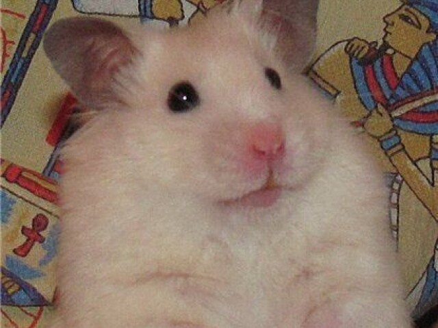 Hamster