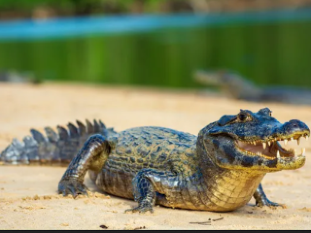 Jacaré 🐊