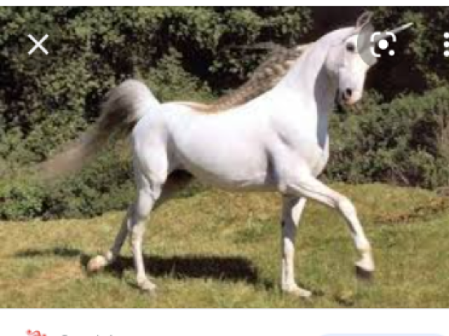 Unicornio