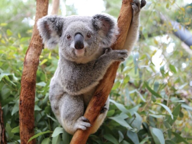 Coala