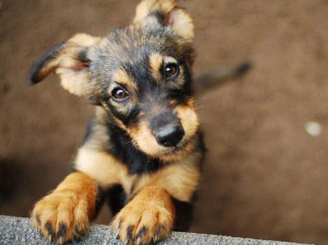 Cachorro