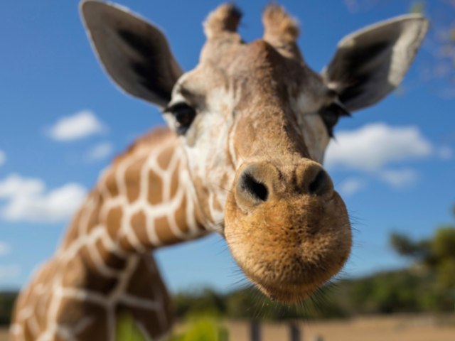 Girafa