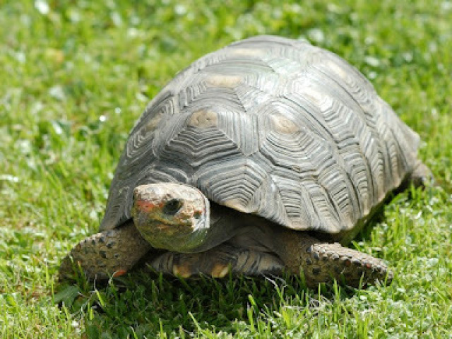Tartaruga