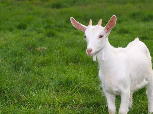 Cabrito