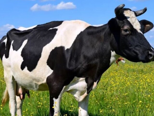 Vaca/boi