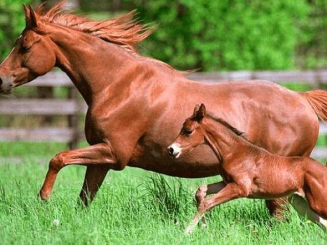 Cavalo