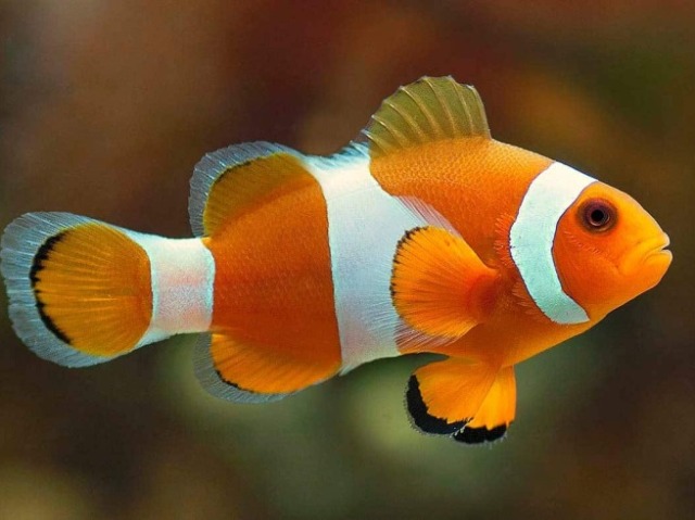 Peixe
