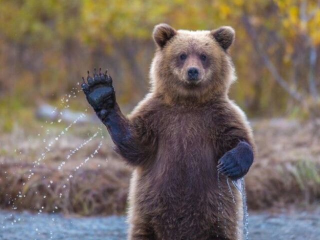 Urso