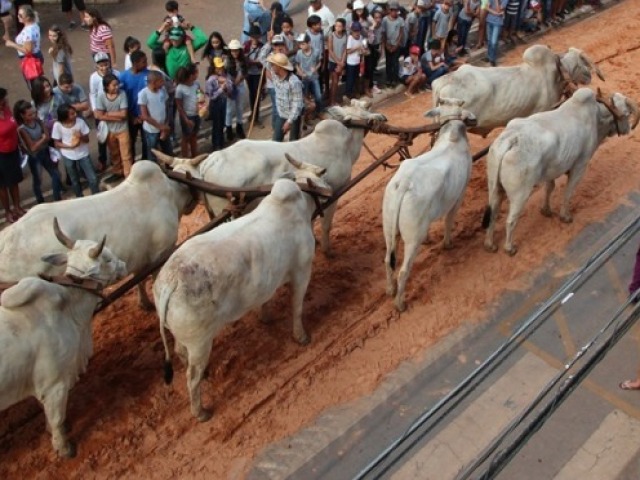 Festa do boi