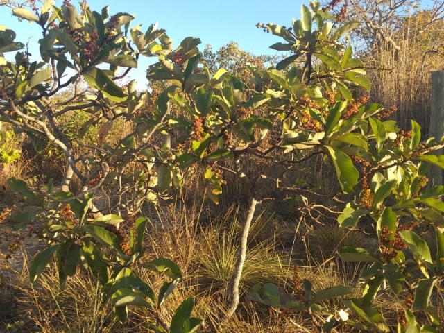 Murici do campo