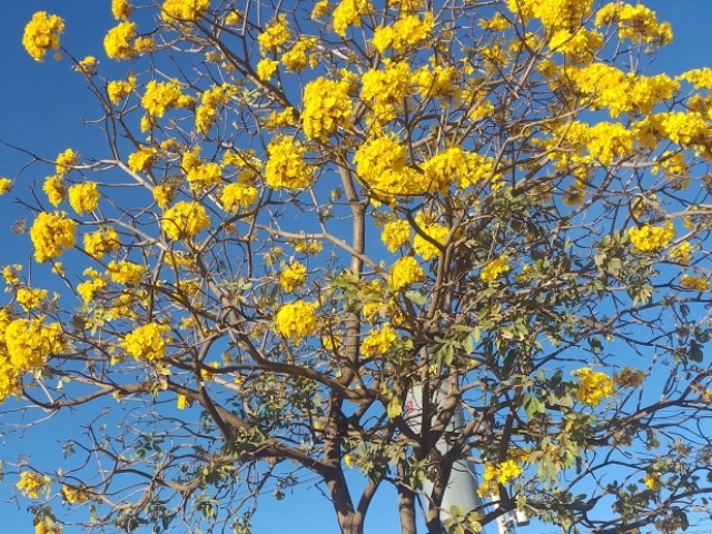 Ipê amarelo