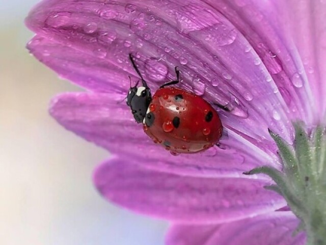 Joaninha🐞