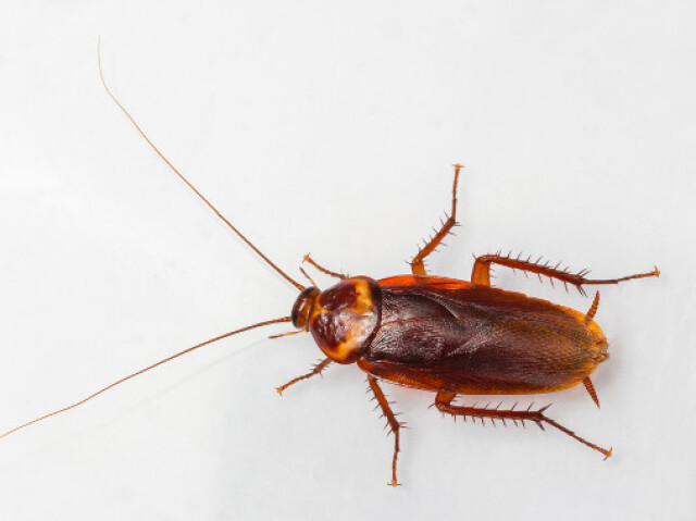 Barata