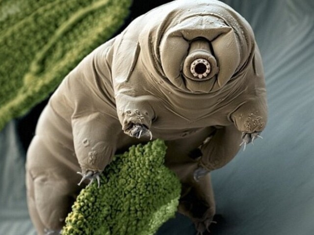 tardigrado