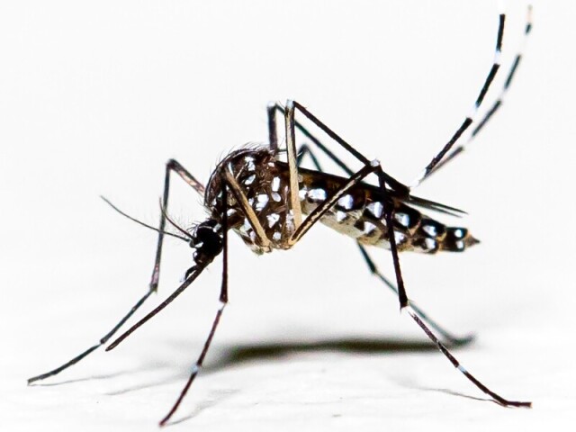 Mosquito