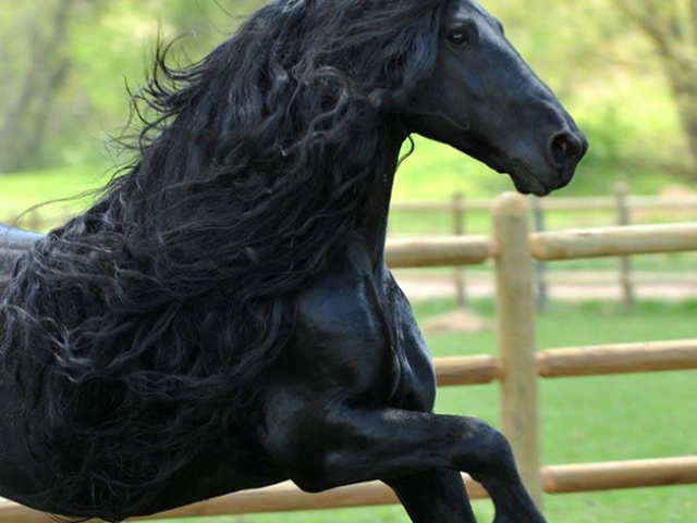 cavalo