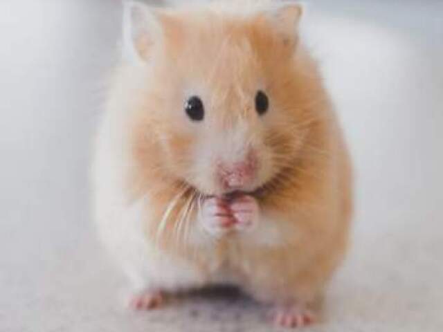 Hamster