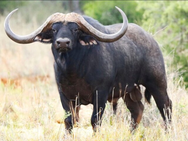 Búfalo